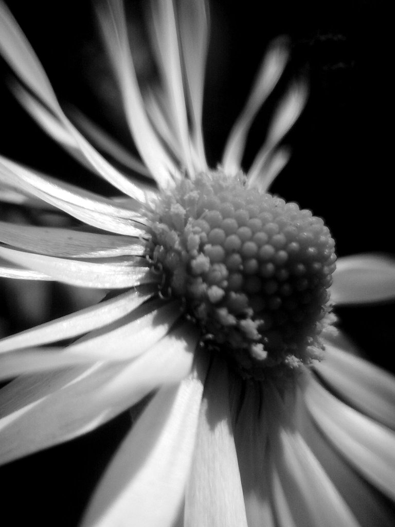 Daisy-bw.jpg